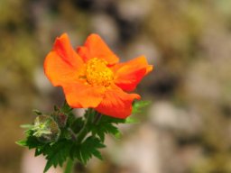 Geum coccineum